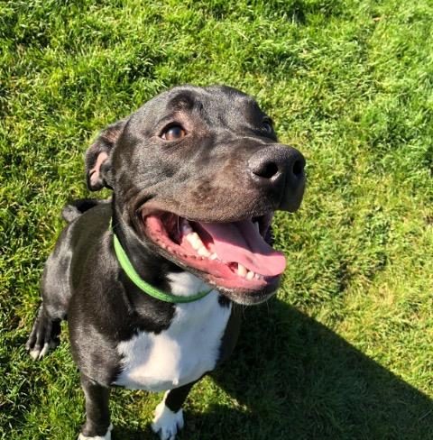 DJ - 7 month old male Staffordshire Bull Terrier available for adoption
