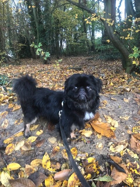 Alan 4 Year Old Male Pekingese Available For Adoption