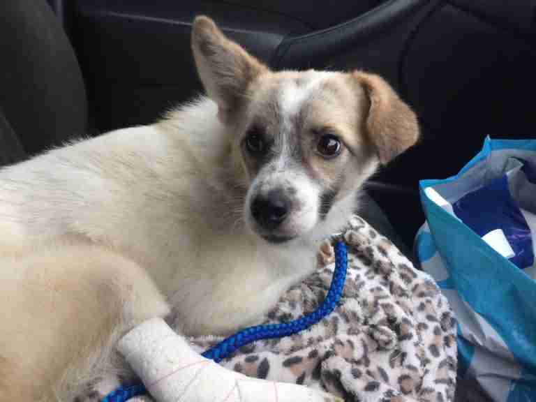 Dogs for Adoption Near You - dogsblog.com