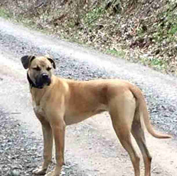 great dane and greyhound