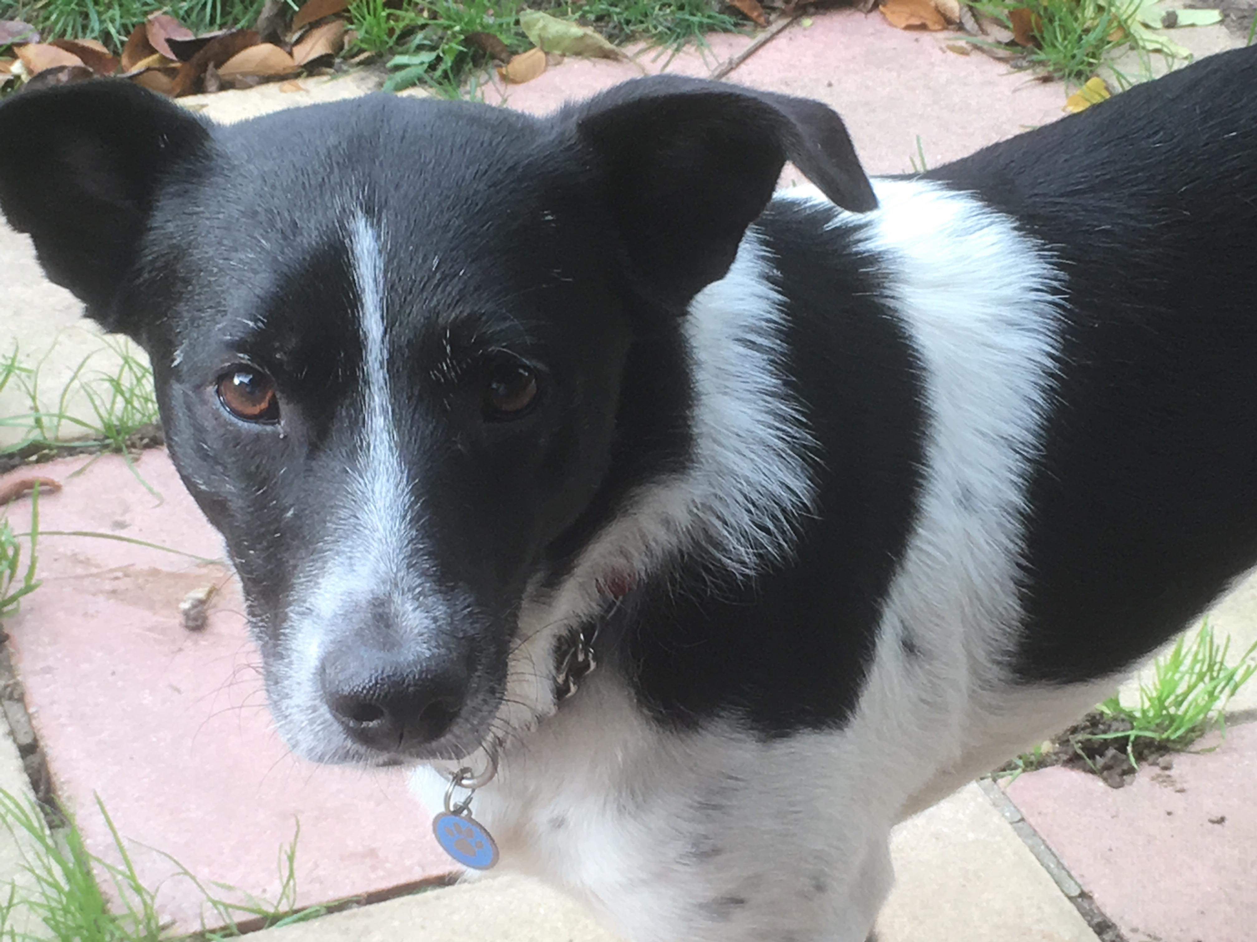 collie and jack russell mix
