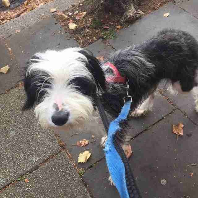 Enfield Dog Rescue Dogs for Adoption Page 4 of 21