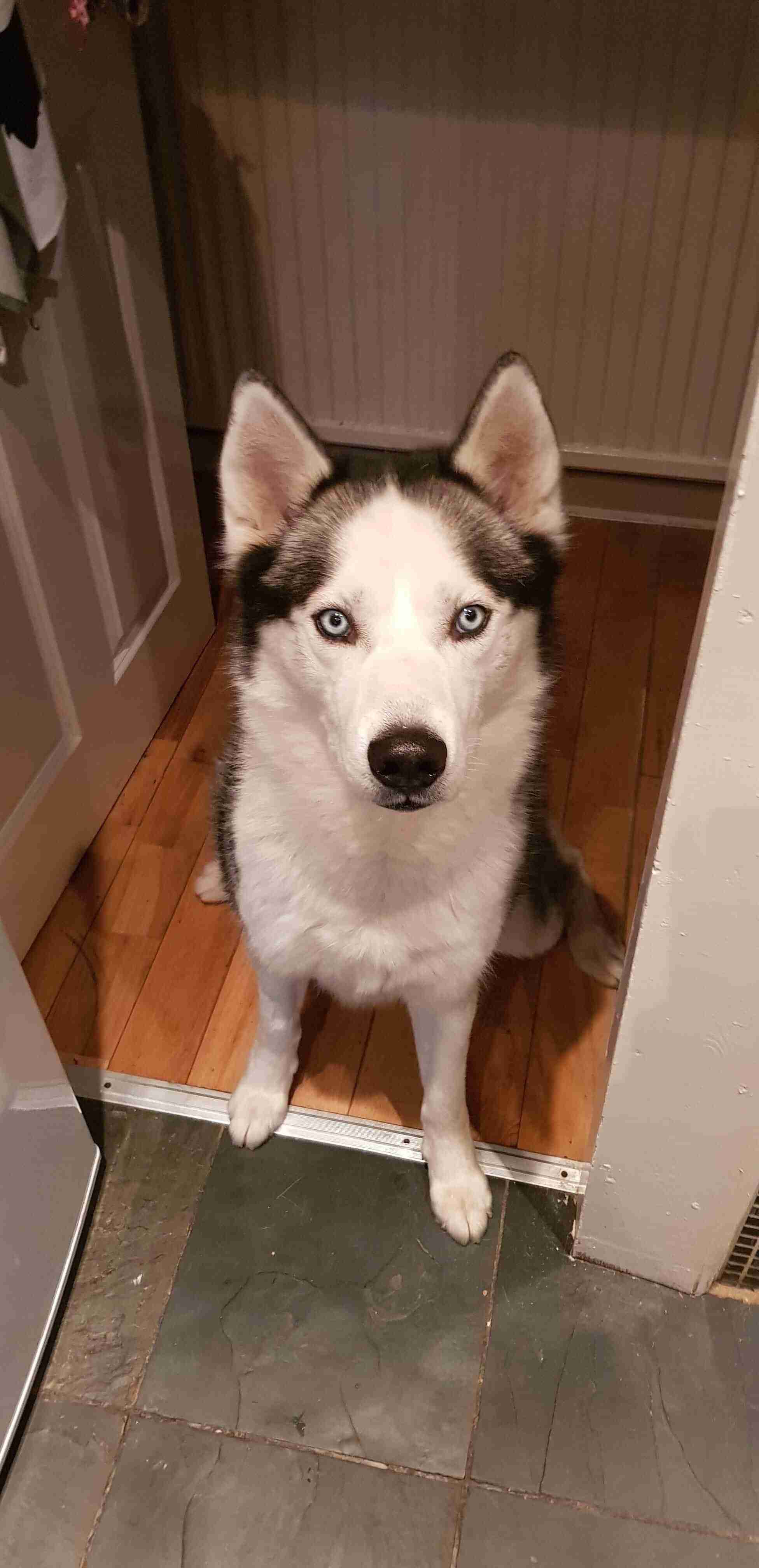 5 year old husky