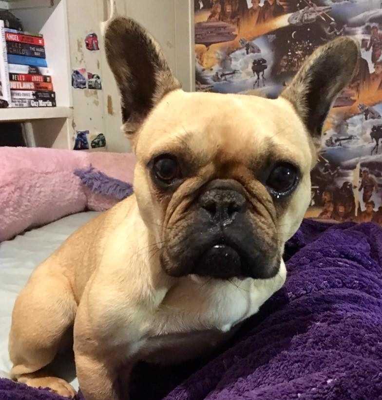 Wilma – 3 year old female French Bulldog dog for adoption