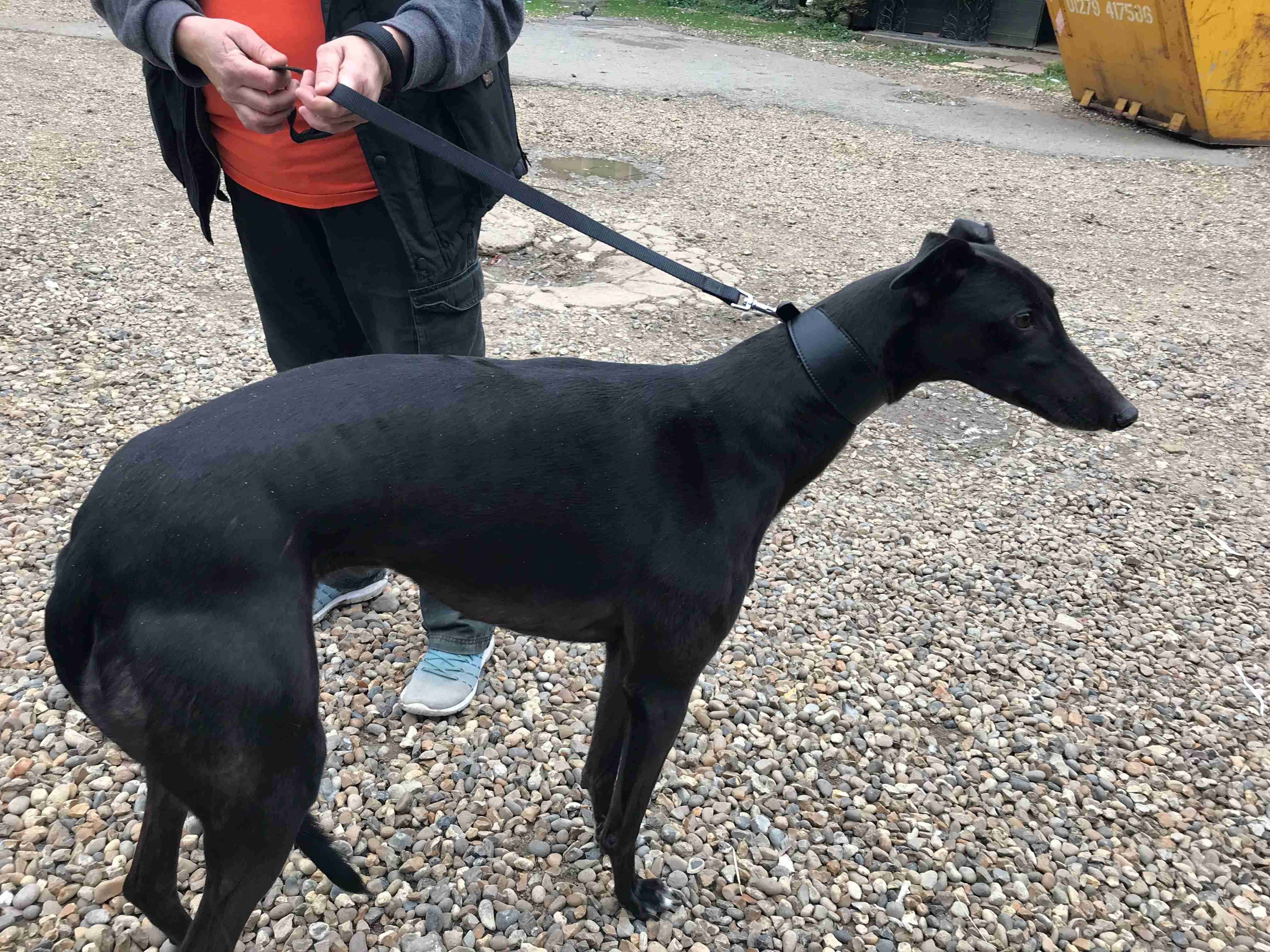 Buddy 4 year old male Greyhound dog for adoption