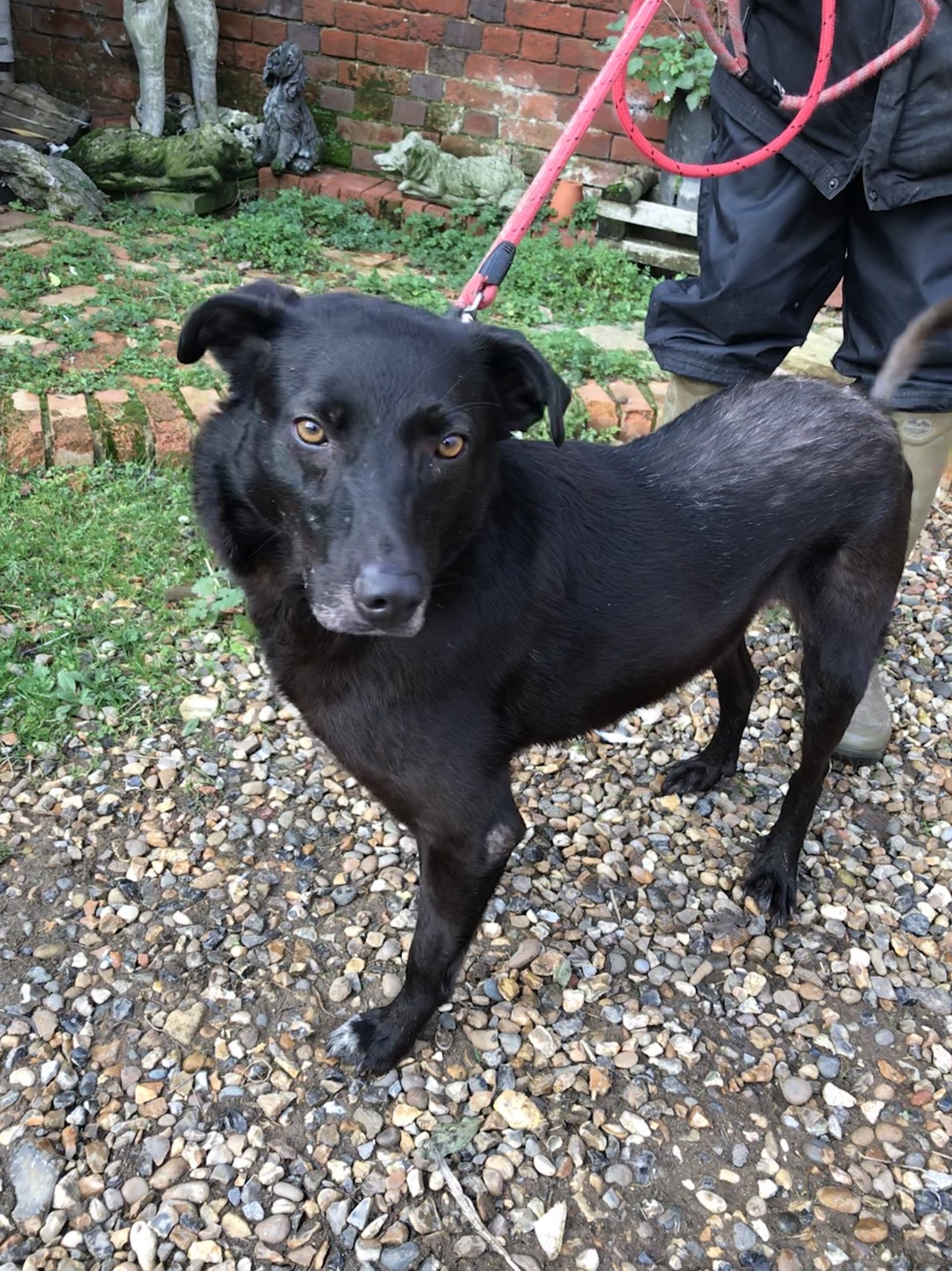 Petra 8 Year Old Female Collie Cross Available For Adoption
