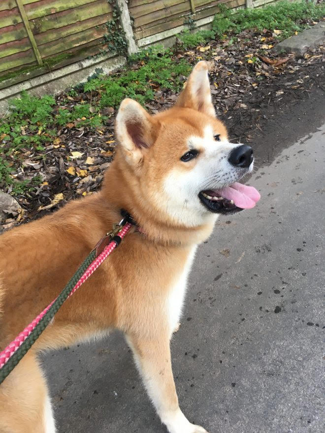 All Dogs Matter London Dogs for Adoption Page 28 of 298