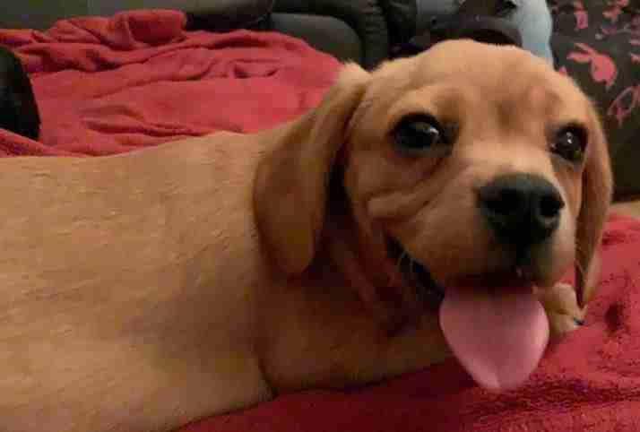 dachshund x cavalier king charles