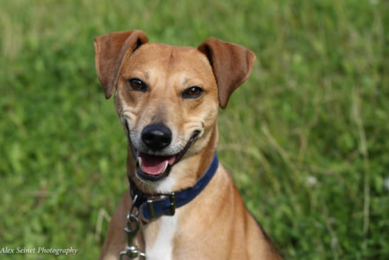 Lurcher Cross Dogs For Adoption