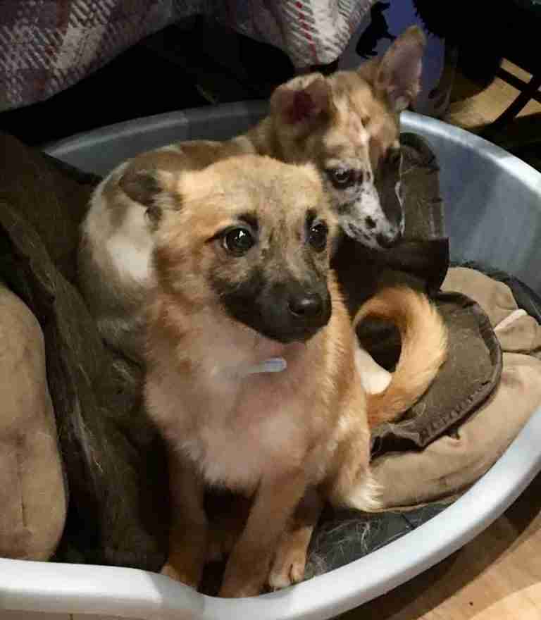 All Animals Rescue and Rehome Essex Dogs for Adoption Page 24 of 68 All Animals Rescue and Rehome Essex Dogs for Adoption Page 24 of 68