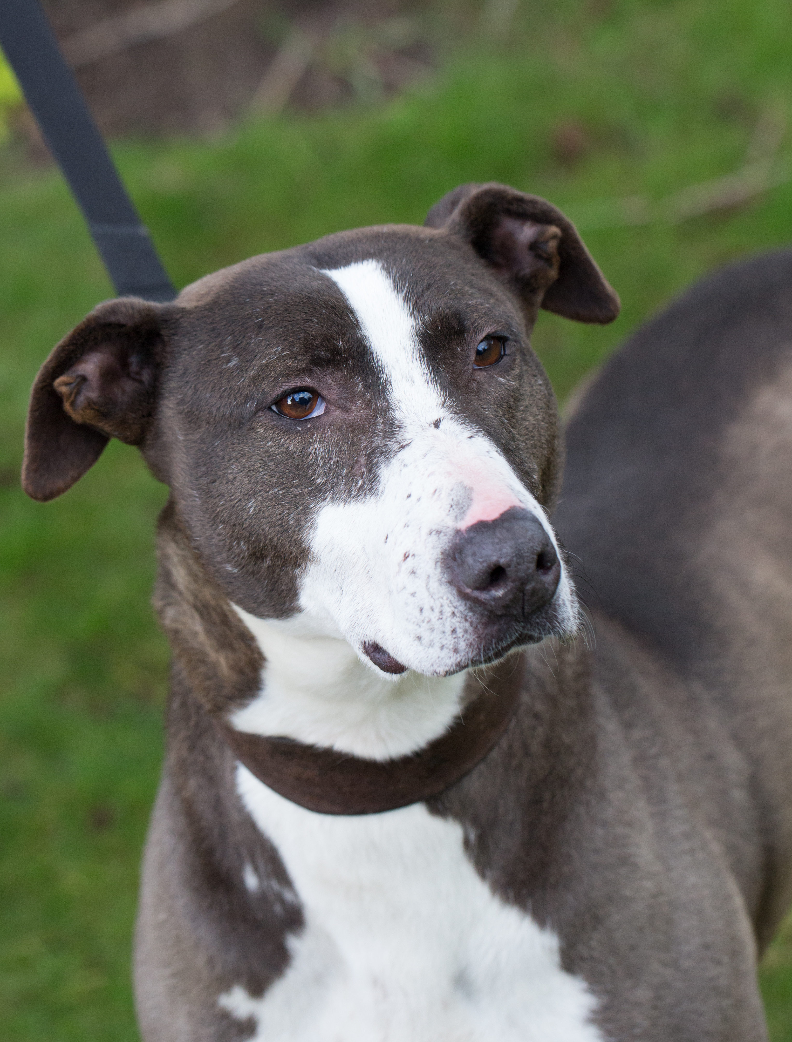 Bull Terrier Cross Dogs for Adoption and Rescue