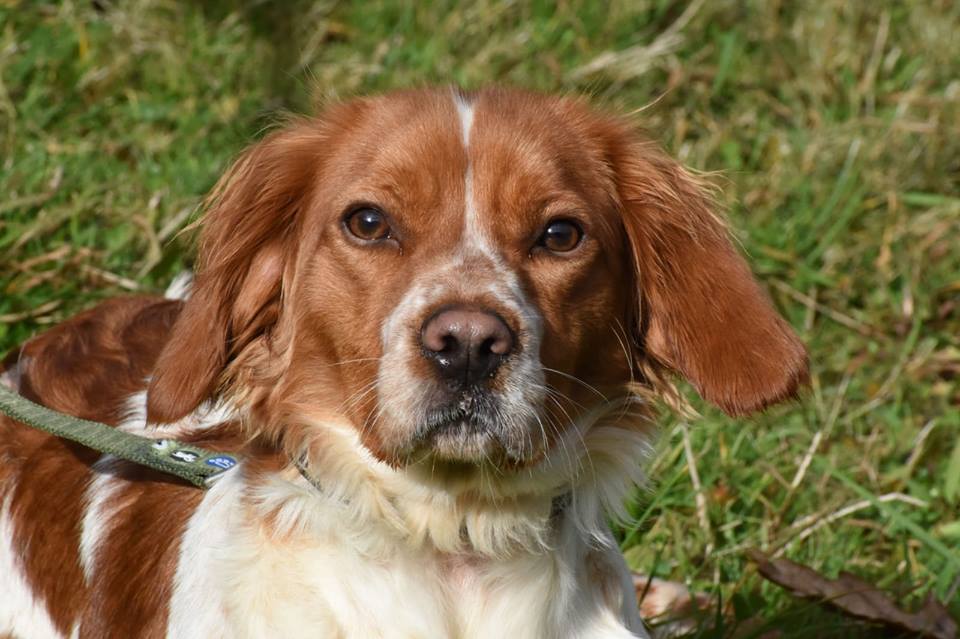 Deva - 2 year old female Brittany Spaniel available for adoption