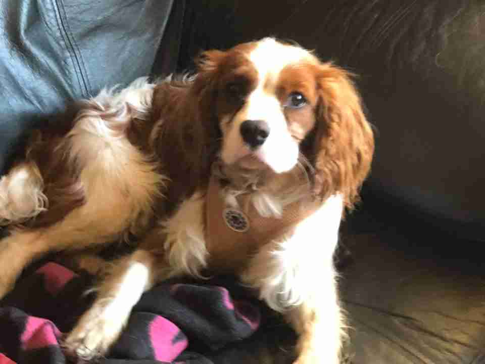 8 month old cavalier king charles spaniel