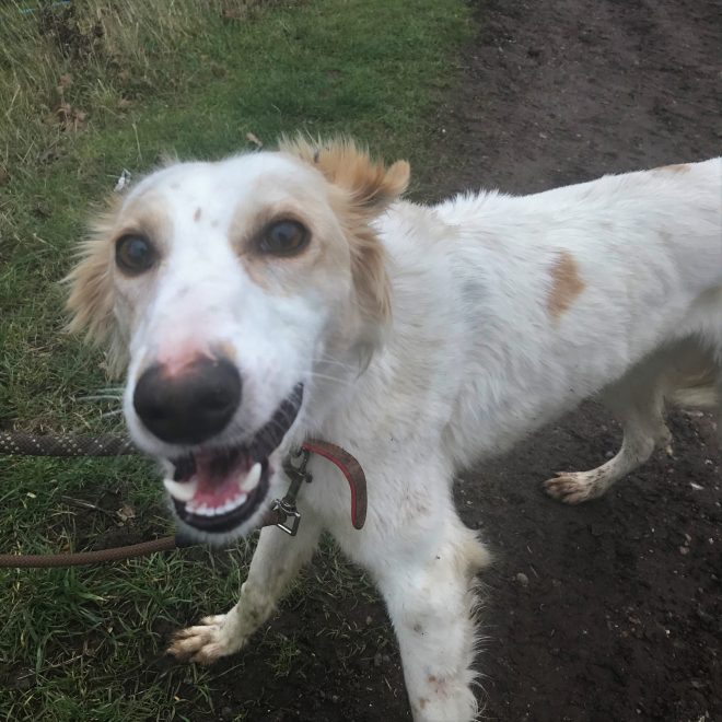 Prancer 1 year old male Lurcher available for adoption