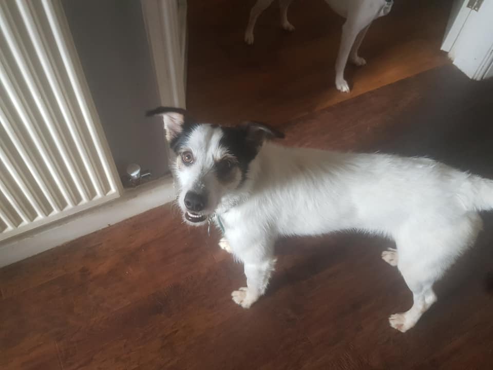 teddy border collie