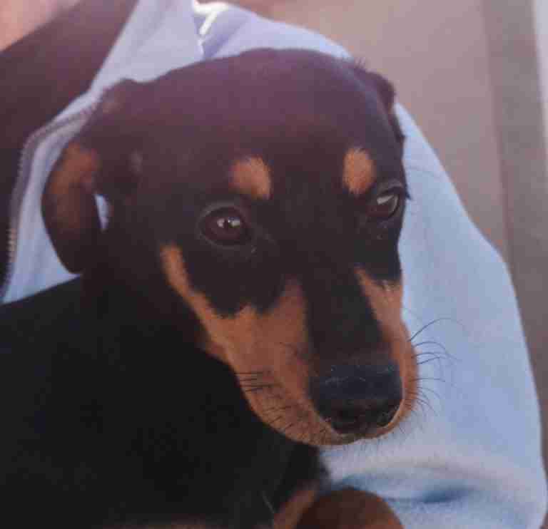 Starfish Dog Rescue Gloucestershire - Dogs for Adoption - dogsblog.com