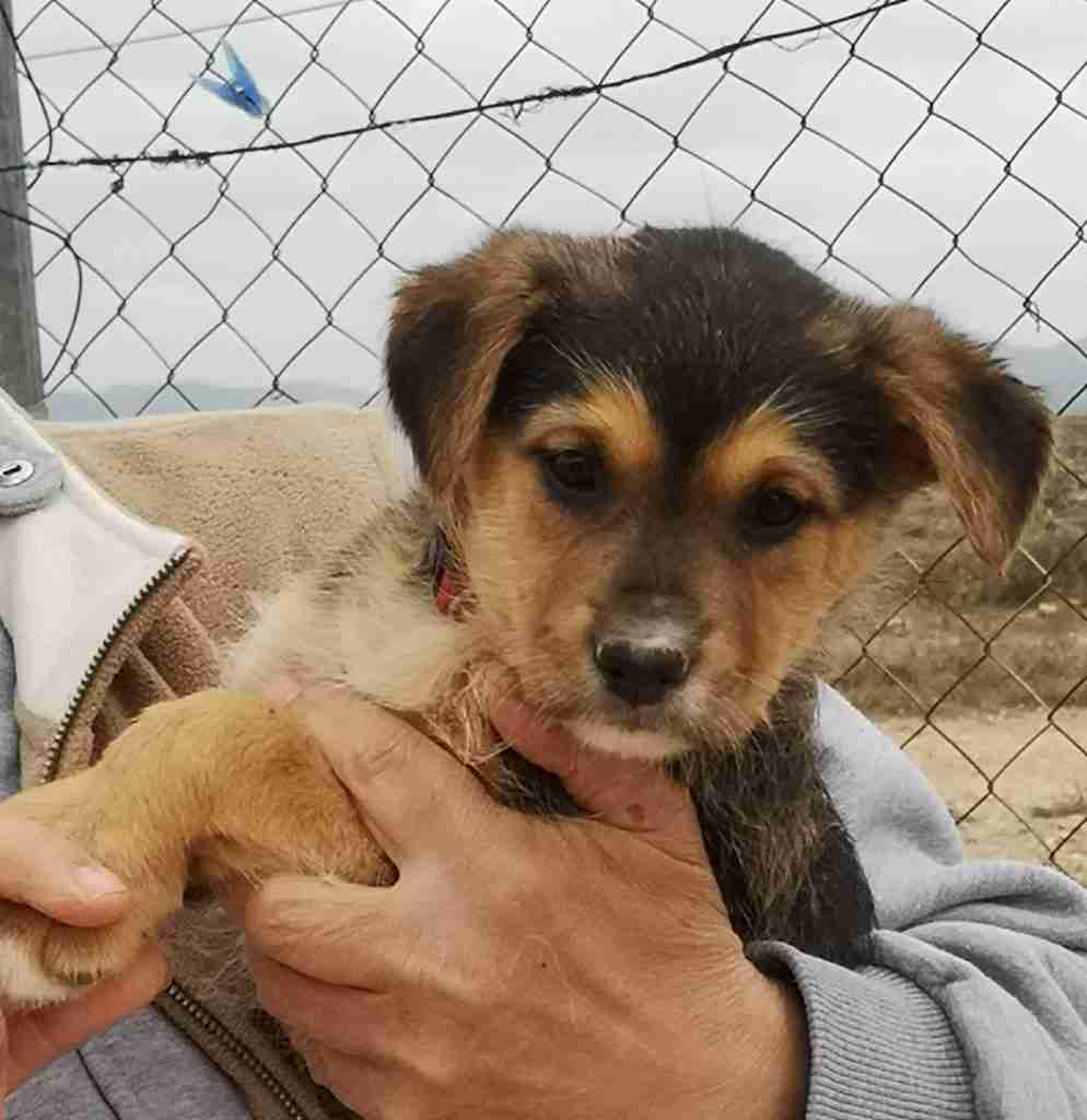 Starfish Dog Rescue Gloucestershire Dogs for Adoption