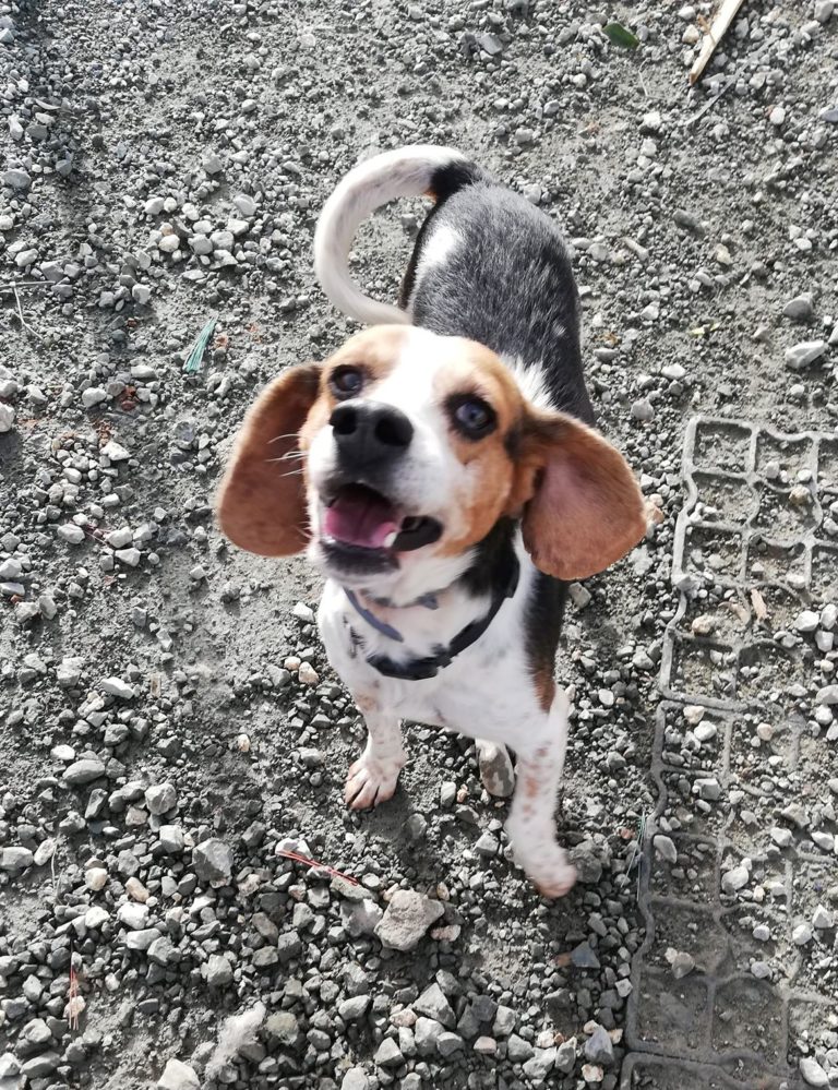 Beagle Dogs for Adoption and Rescue