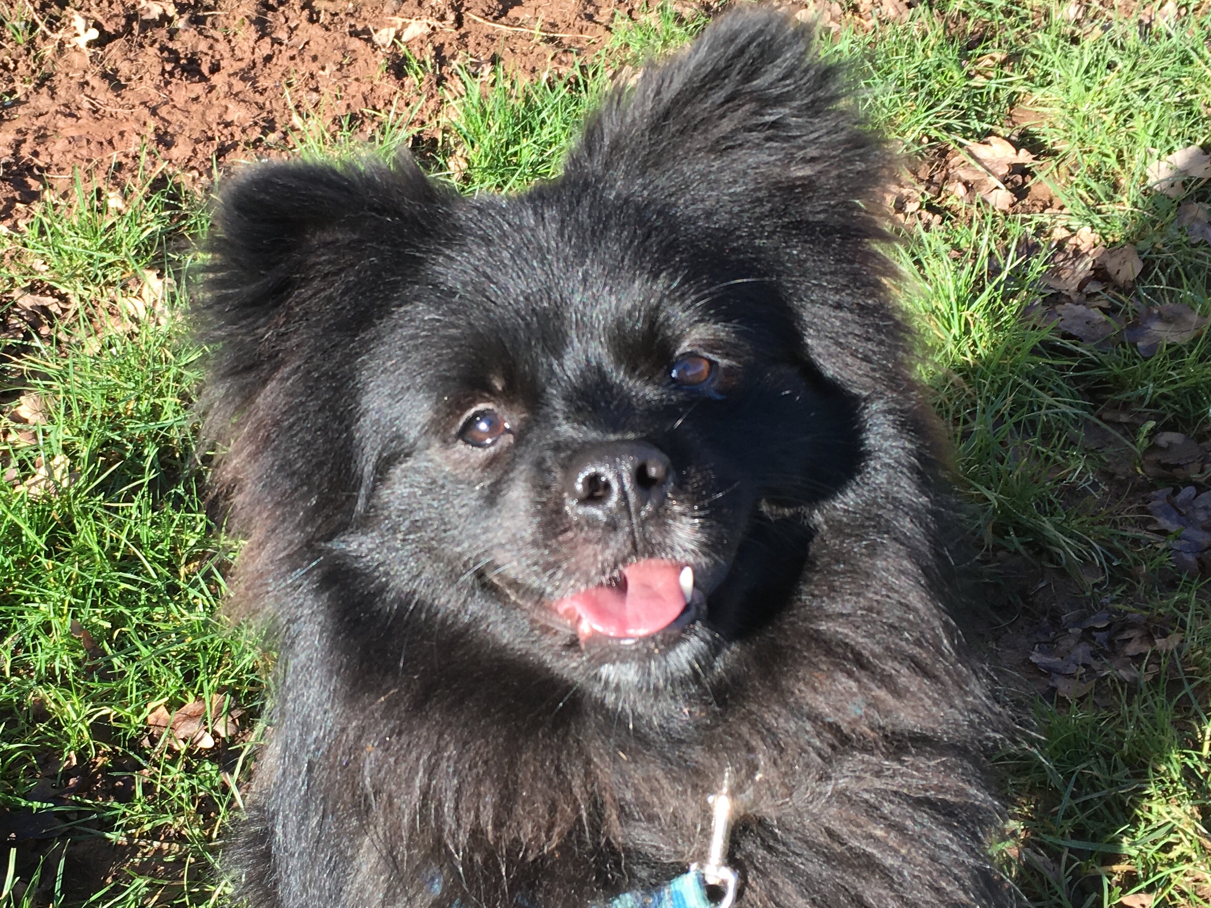 Teddy 3 Year Old Male German Spitz Available For Adoption
