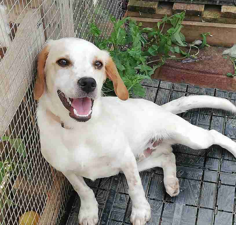 beagle pointer mix