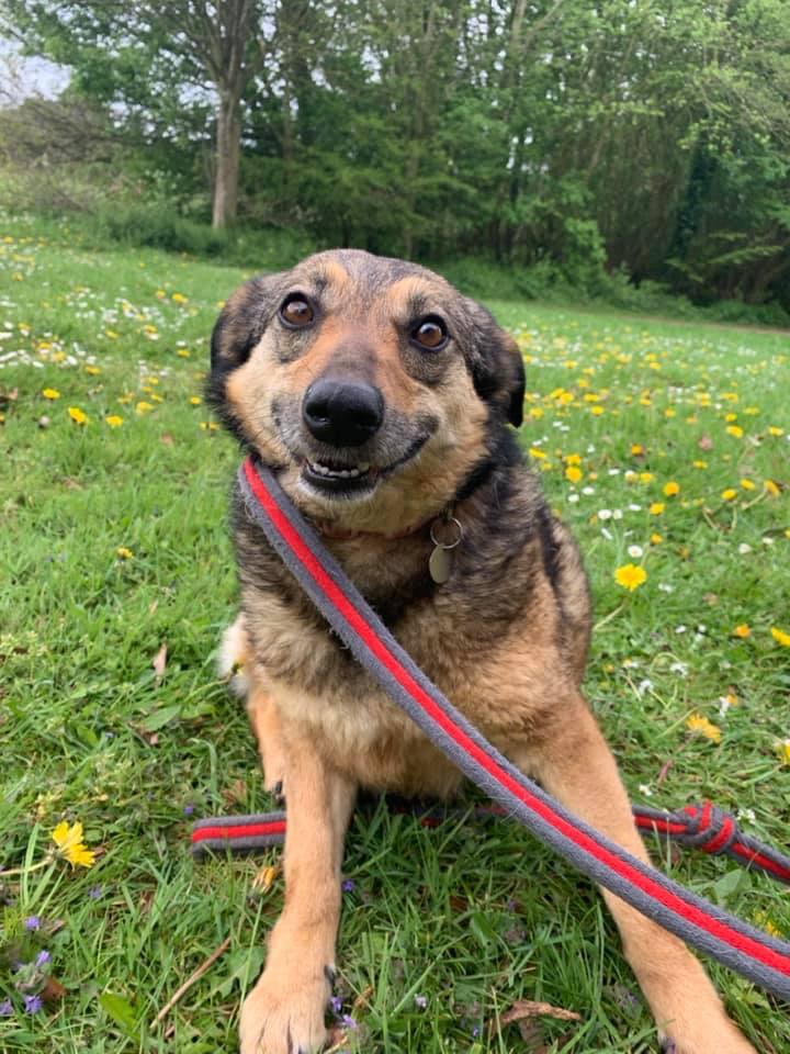 Siri – 4 year old female Cross-Breed dog for adoption