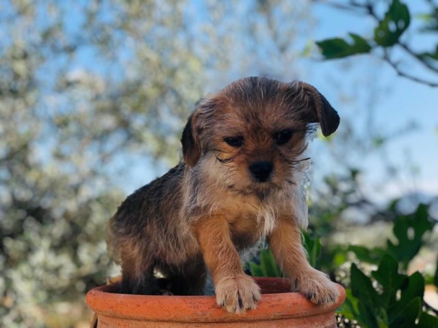 Midget - 7 week old female Terrier Cross available for adoption