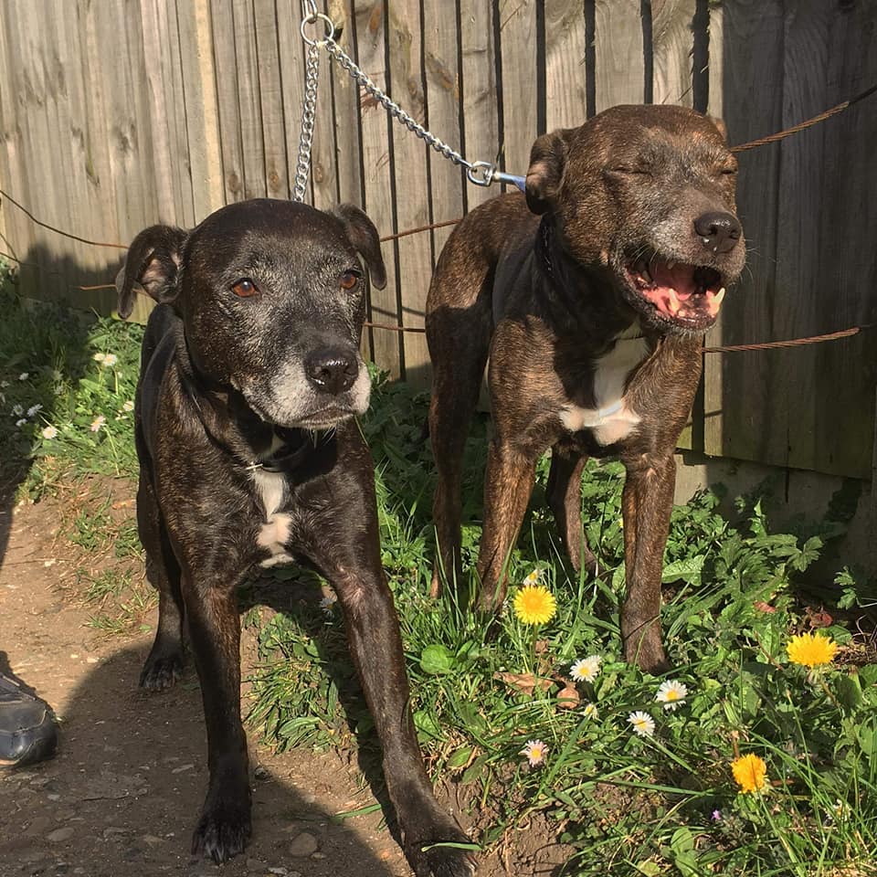 Bella and Holly – 12 year old female Staffordshire Bull Terriers dog ...