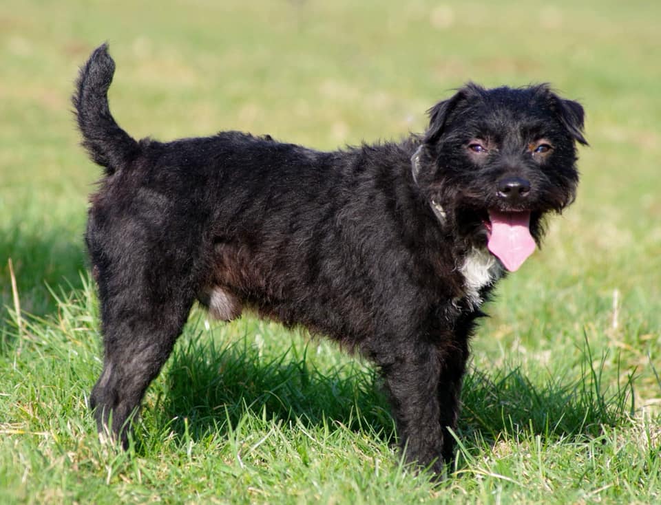 Buddy – 2-3 year old male Patterdale Terrier Cross dog for adoption