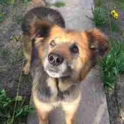 border terrier german shepherd mix