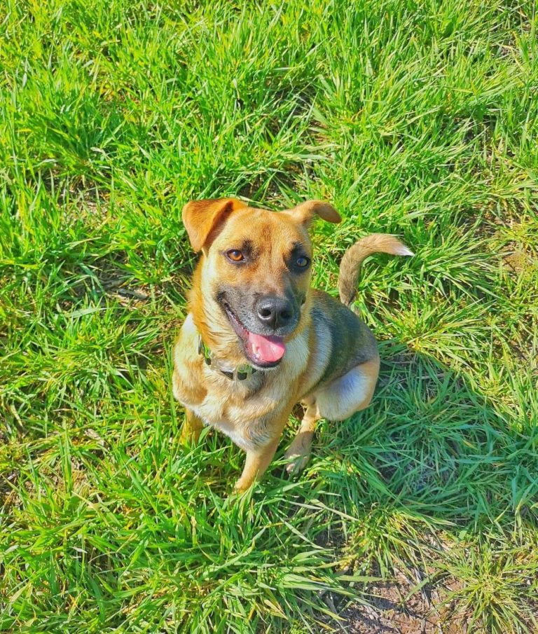 Diggity Dog Romanian Rescue - Dogs for Adoption - dogsblog.com