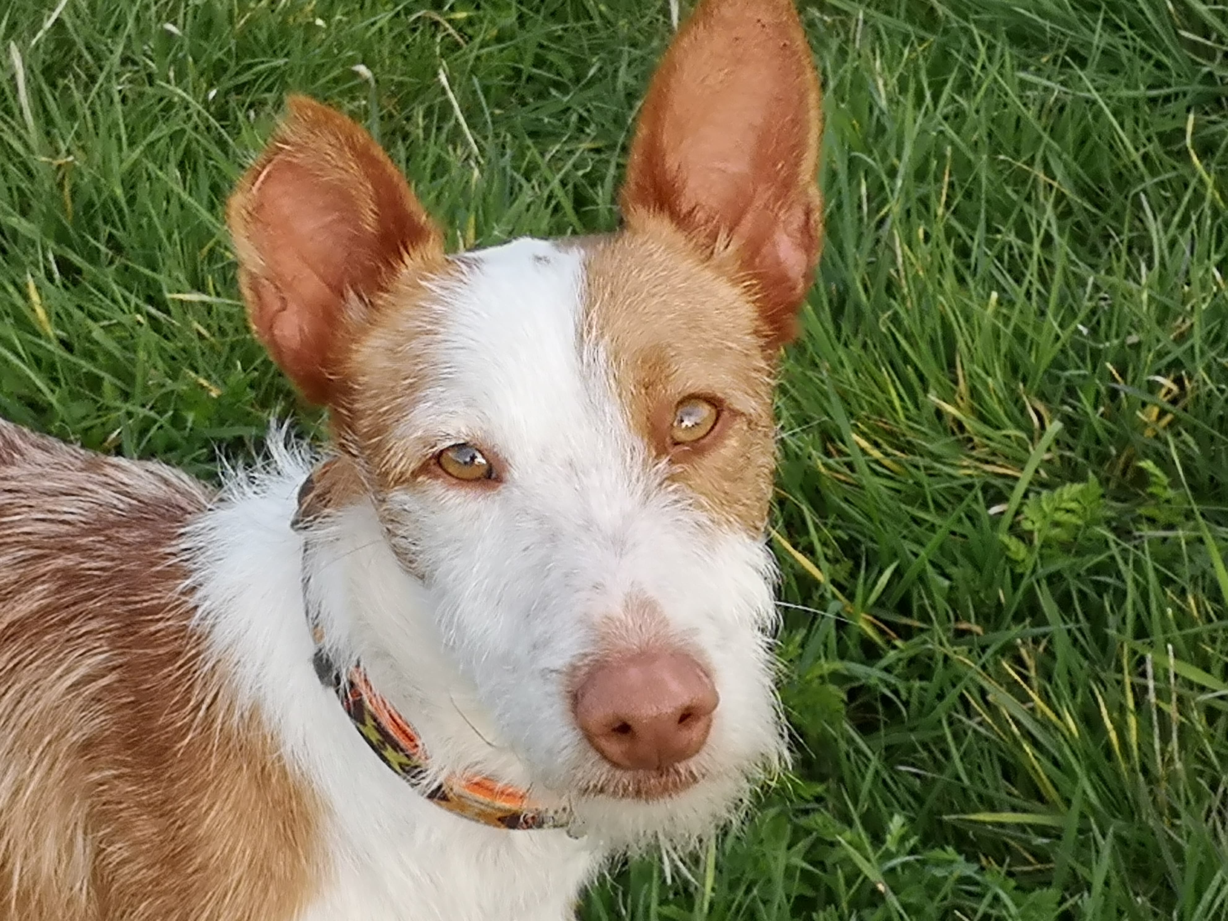 Dylan 3 Year Old Male Ibizan Hound Podenco Available For Adoption