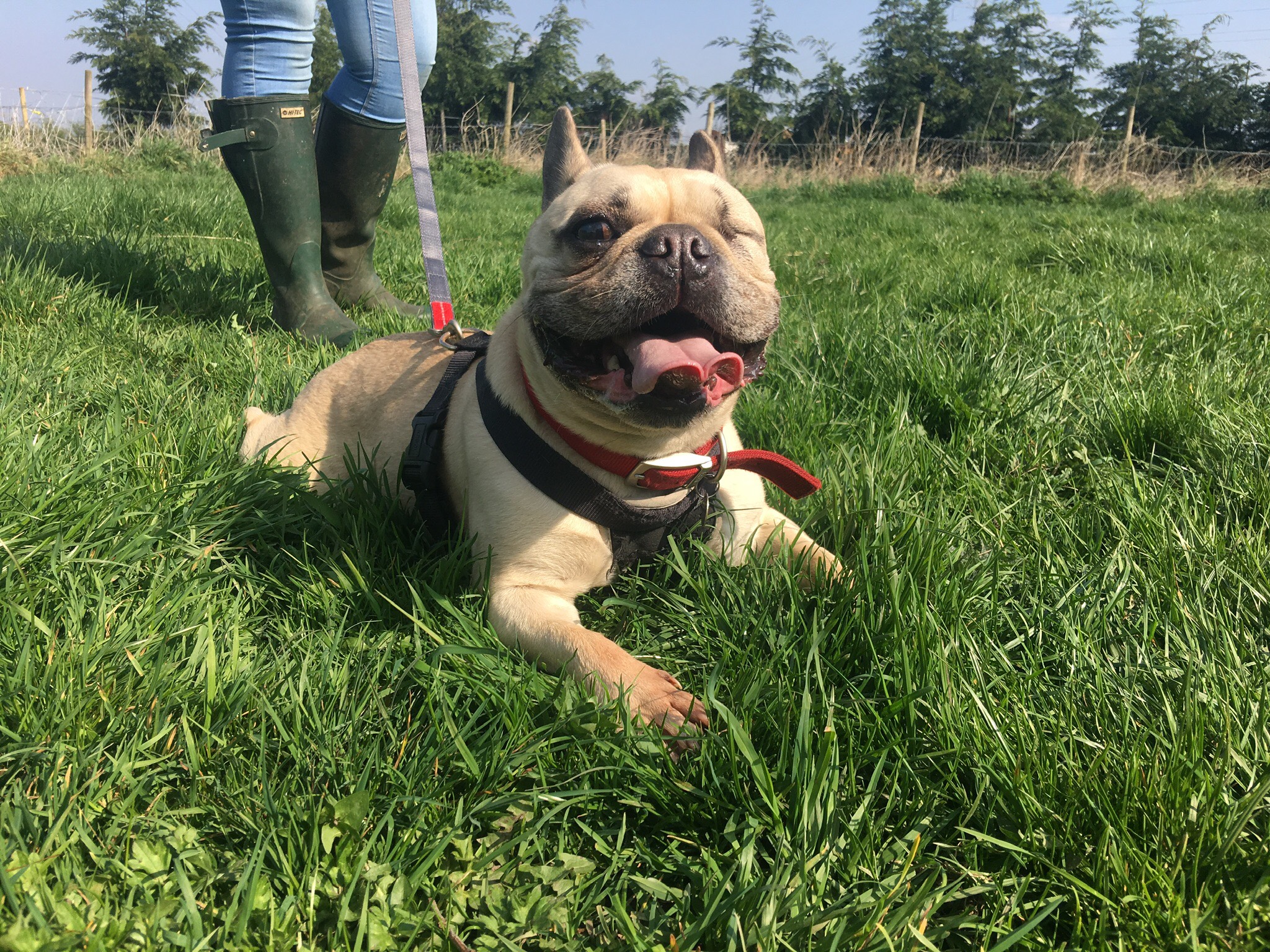 Hugo – 6 year old male French Bulldog dog for adoption