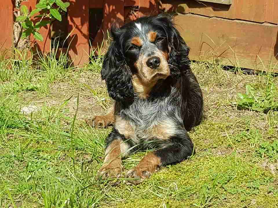 Nell 2 year old female Cavalier King Charles Spaniel cross English Cocker Spaniel available Nell 2 year old female Cavalier King Charles Spaniel cross English Cocker Spaniel available