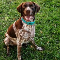 Male German Shorthaired Pointer Names
