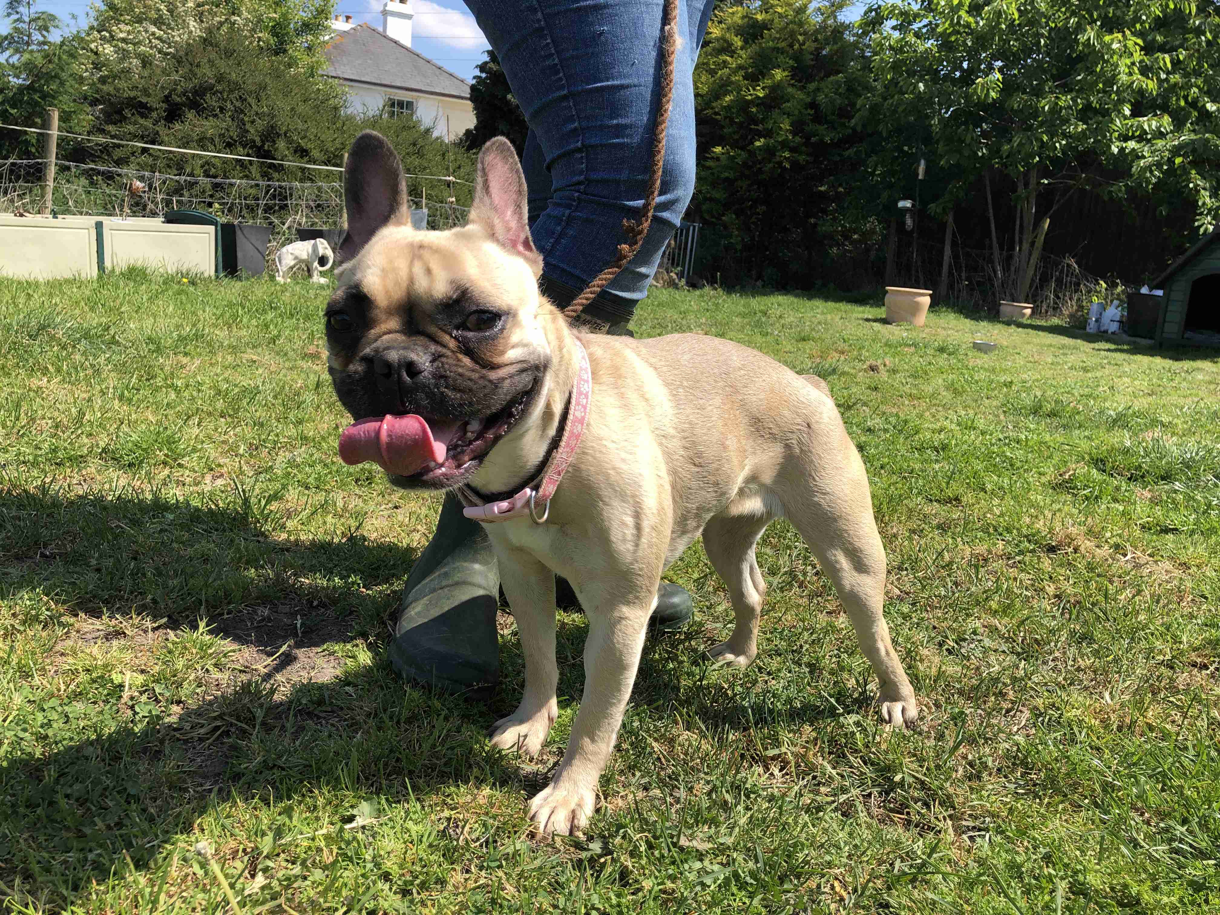 fawn female french bulldog