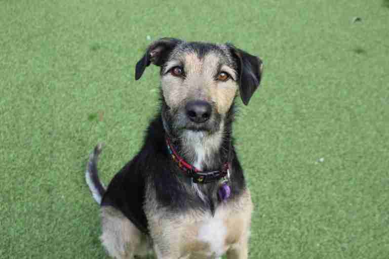 Lurcher Cross Dogs For Adoption
