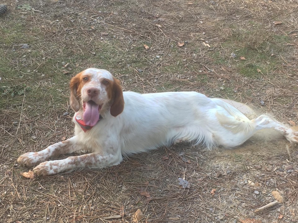 Euri - 3 year old female English Setter available for adoption