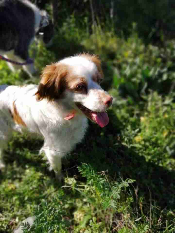 Jara - 9 year old female Brittany Spaniel available for adoption