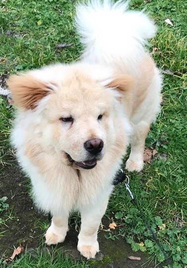 Leo - 1 year old male Chow Chow available for adoption