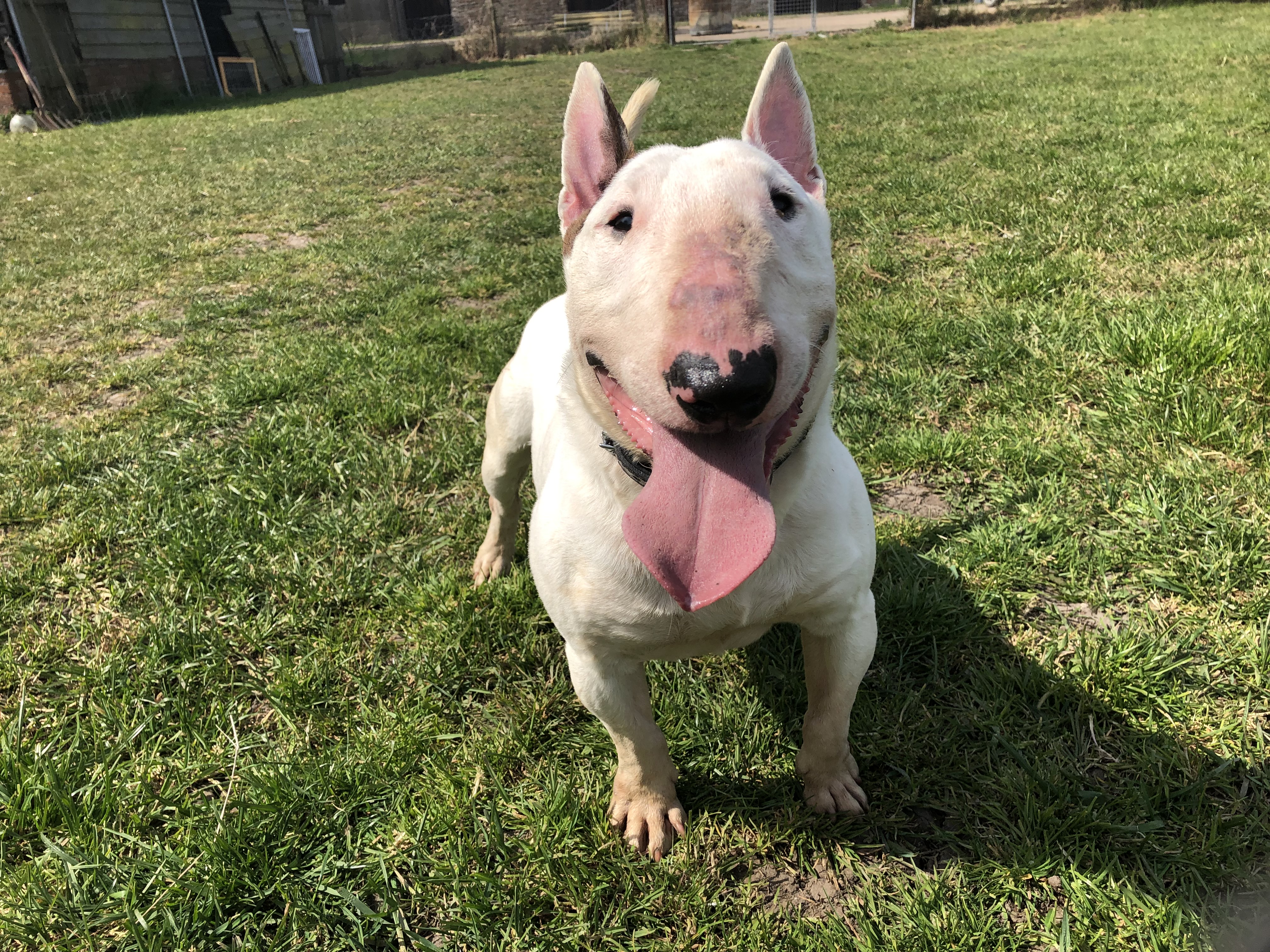 Neo 23 year old male Miniature English Bull Terrier dog