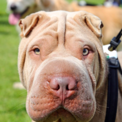 Shar-Pei Dogs for Adoption and Rescue