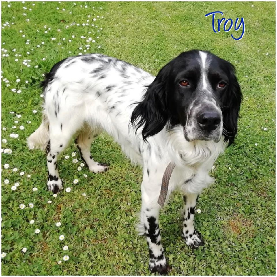 Troy - 3 year old male English Setter available for adoption