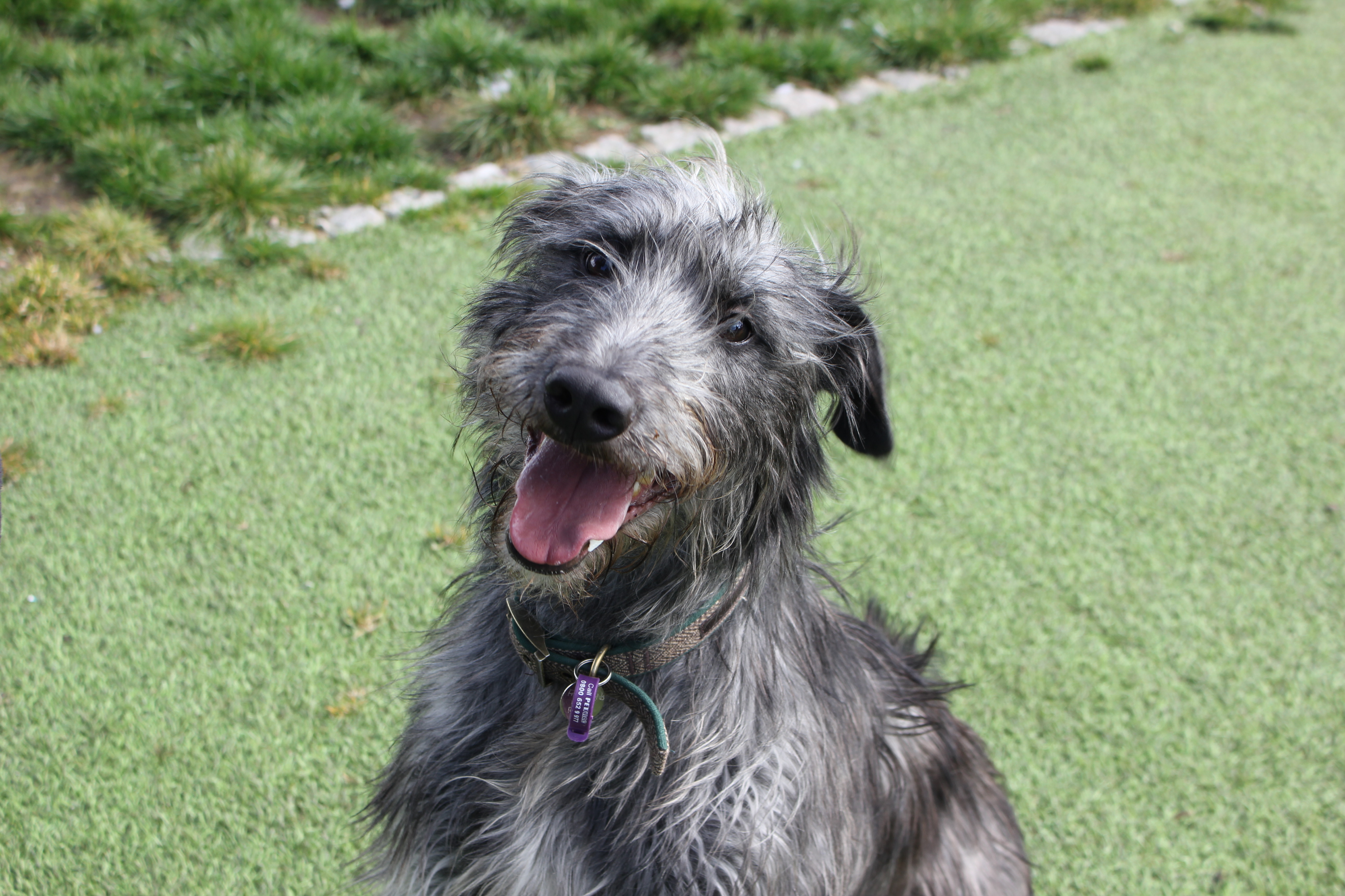 Wilbur – 2 year old male Deerhound Cross dog for adoption