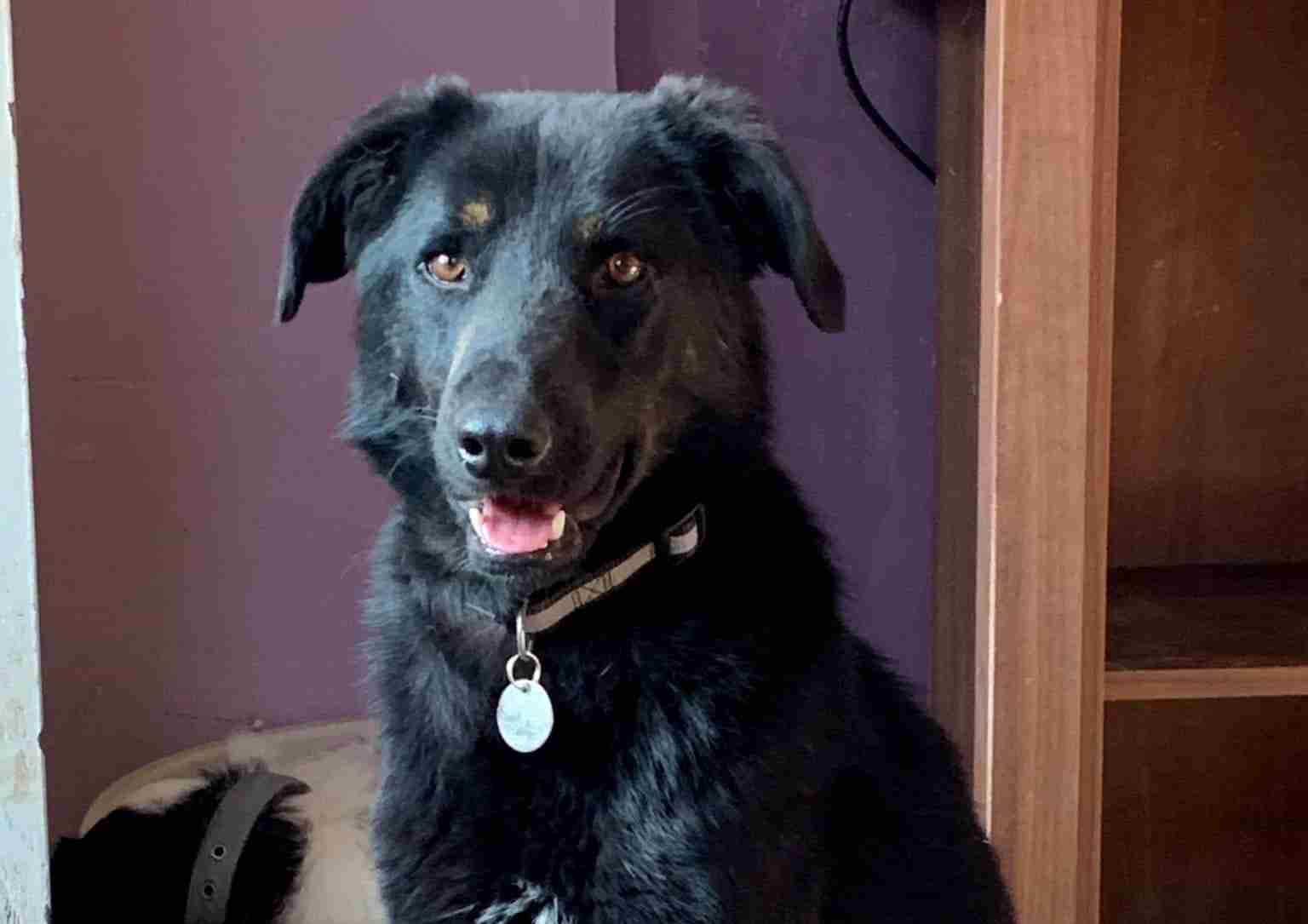 Astor 2 Year Old Male Cross Breed Available For Adoption