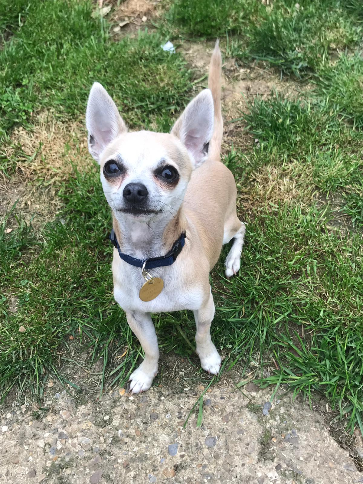 47 Older Chihuahua For Adoption Photo Bleumoonproductions 1841