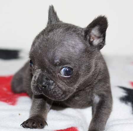 Chunk - 5-6 week old male French Bulldog available for adoption