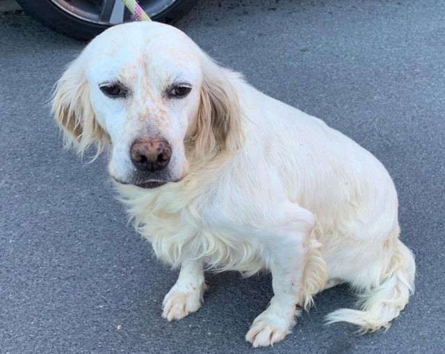 Gala - 7 year old female English Setter available for adoption