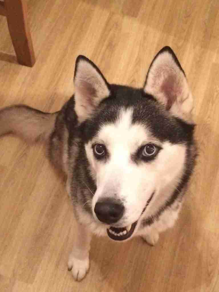7 year old husky