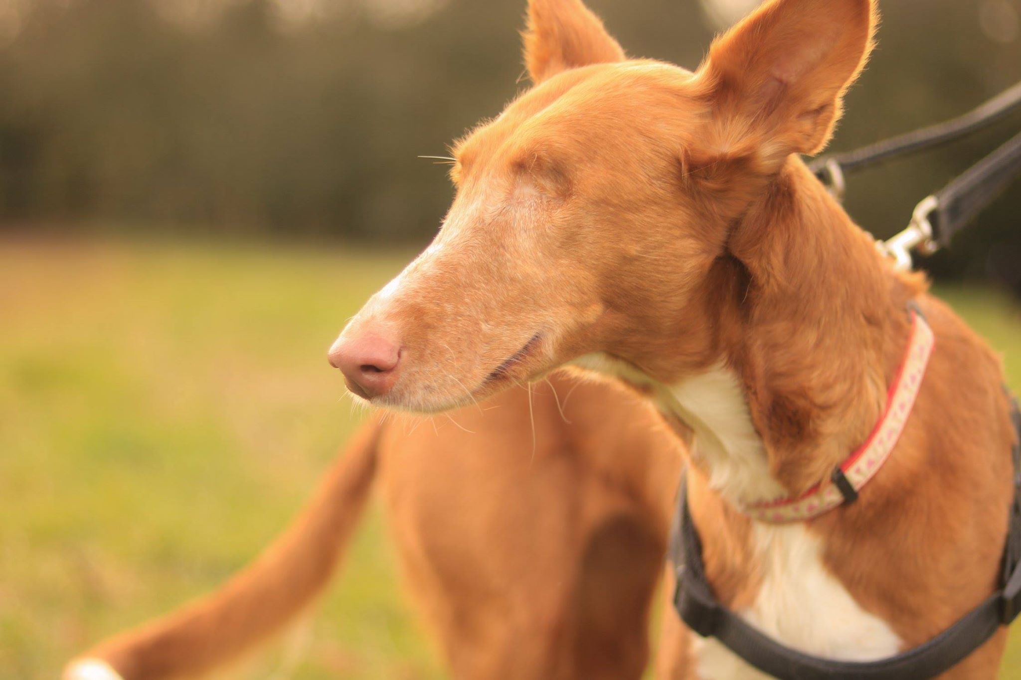Irene 8 Year Old Female Ibizan Hound Podenco Available For Adoption