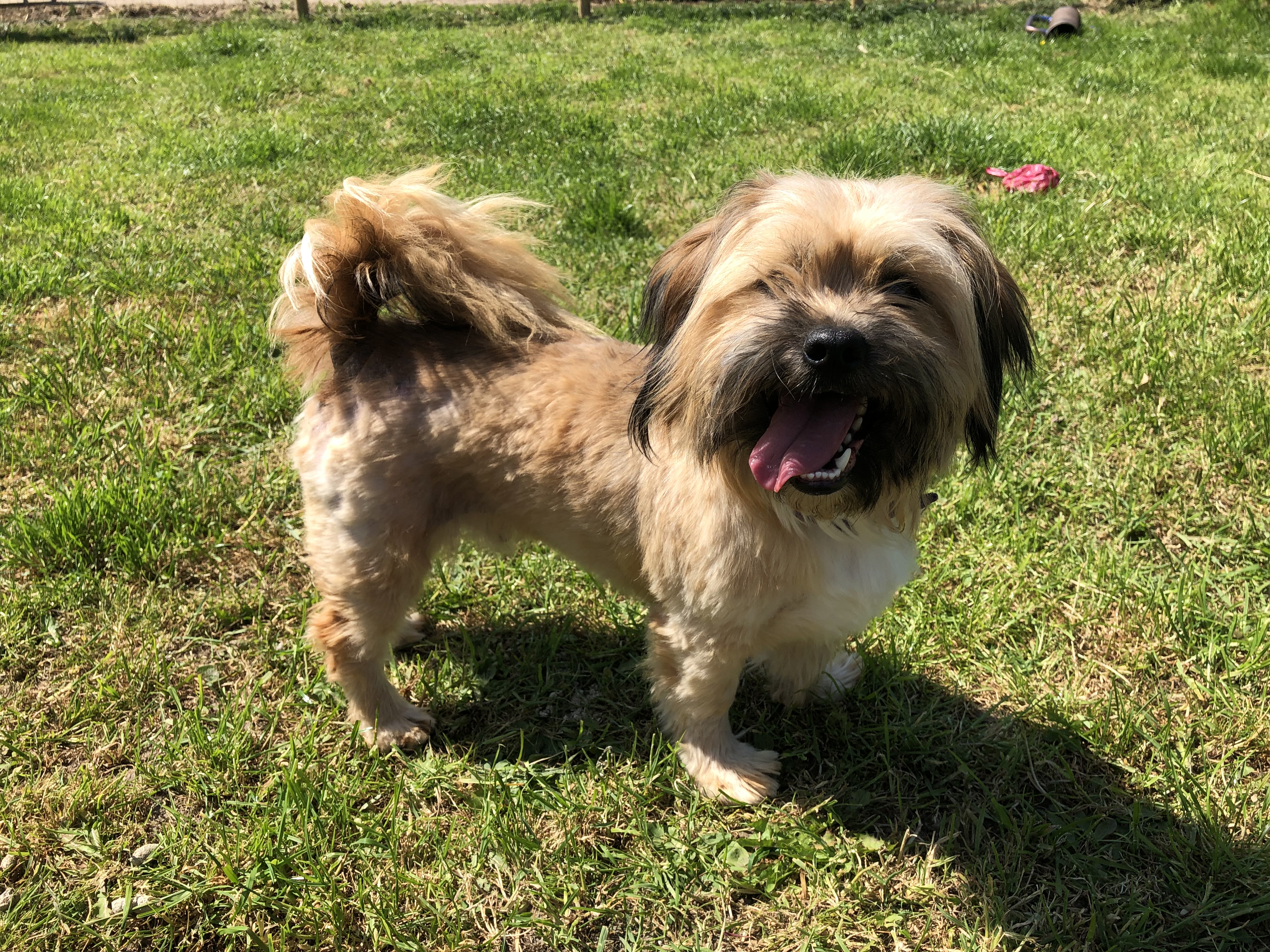 Pudsey 2 Year Old Male Lhasa Apso Cross Available For Adoption